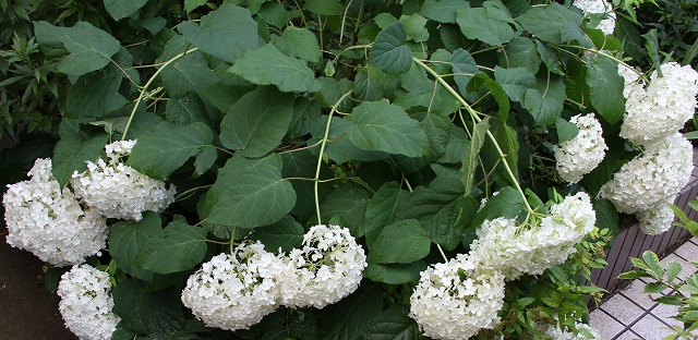 大雨の後　ホスタ寒河江の花　と　アナベル_a0123003_755442.jpg