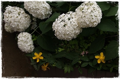 大雨の後　ホスタ寒河江の花　と　アナベル_a0123003_829057.jpg