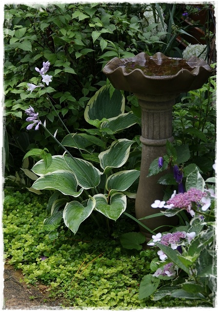 大雨の後　ホスタ寒河江の花　と　アナベル_a0123003_861918.jpg