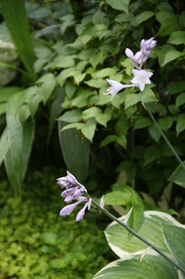 大雨の後　ホスタ寒河江の花　と　アナベル_a0123003_874893.jpg