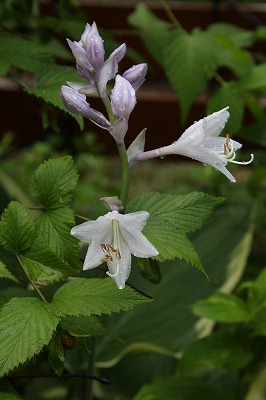 大雨の後　ホスタ寒河江の花　と　アナベル_a0123003_883562.jpg