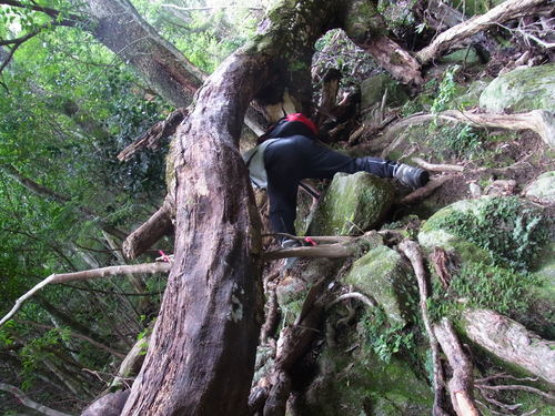 難所の連続!大崩山登山_d0116009_7221189.jpg