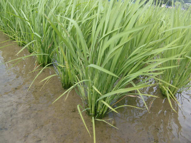 e0234924_66559.jpg