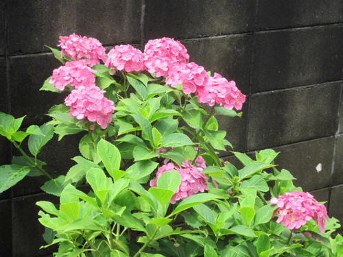 b0186130_11425262.jpg