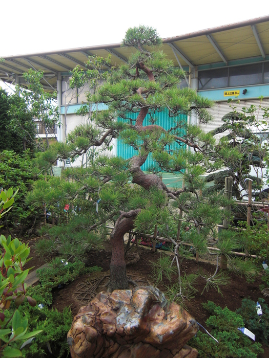 赤松 天目松 販売 画像 価格 値段 庭木 植木 枝垂れ 安行