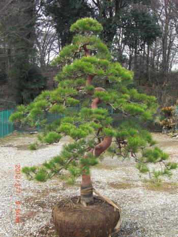 赤松 天目松 販売 画像 価格 値段 庭木 植木 枝垂れ 安行
