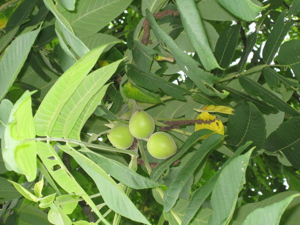 a0158236_17161426.jpg