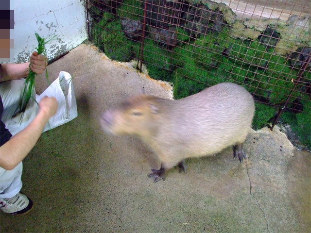 イケメン大好きまりもちゃん_a0179837_1356188.jpg