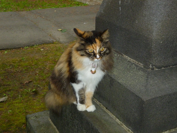 纏（まとい）神社のお祭_b0238249_2148780.jpg