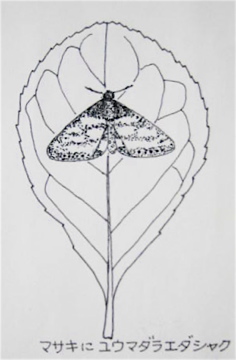 木の葉絵 Leaf Art マサキ Euonymus Japonicus ユウマダラエダシャク Abraxas Miranda スケッチ感察ノート Nature Journal