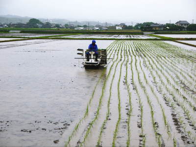 砂田米 田植え取材 その1_a0254656_1525477.jpg