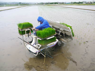 砂田米 田植え取材 その1_a0254656_153628.jpg