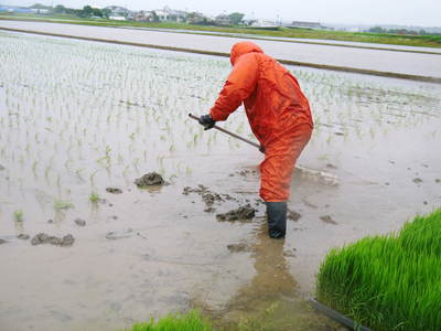 砂田米 田植え取材 その1_a0254656_15401335.jpg