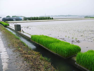 砂田米 田植え取材 その1_a0254656_15502313.jpg