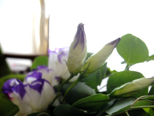 花言葉は 平和 と 希望 Lapilish S Peaceful Life 花言葉は 平和 と 希望 Lapilish S Peaceful Life