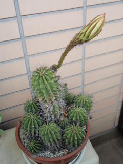今年もサボテンの花が咲きました_e0249060_11165473.jpg