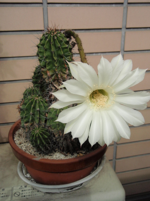 今年もサボテンの花が咲きました_e0249060_11185232.jpg