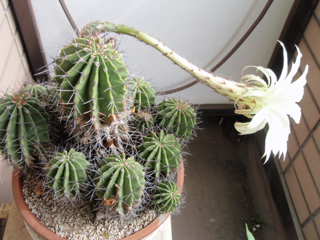 今年もサボテンの花が咲きました_e0249060_11194775.jpg