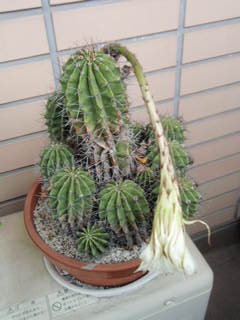 今年もサボテンの花が咲きました_e0249060_1120566.jpg