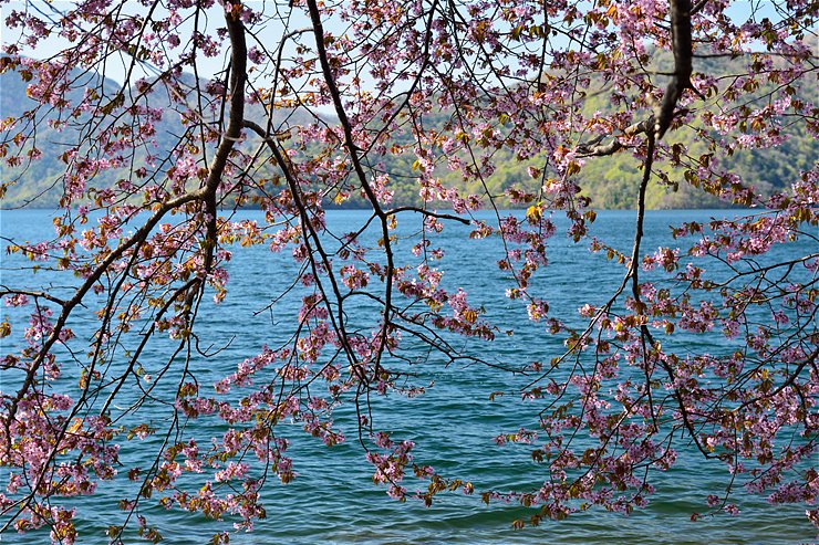 奥日光 中禅寺湖 ~桜~_f0222161_13562454.jpg