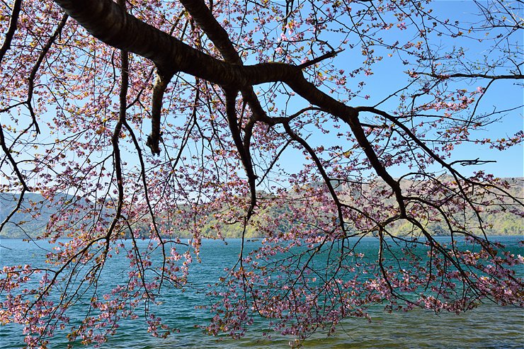 奥日光 中禅寺湖 ~桜~_f0222161_135637100.jpg