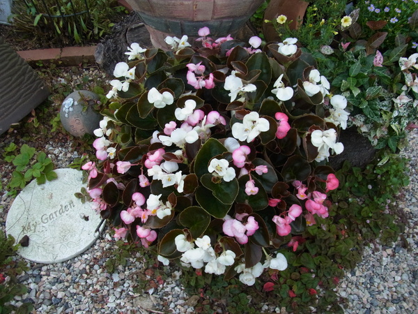 b0194267_20374240.jpg