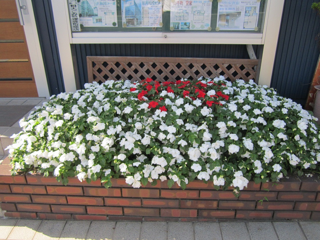 豊満な花壇_f0205367_1611493.jpg
