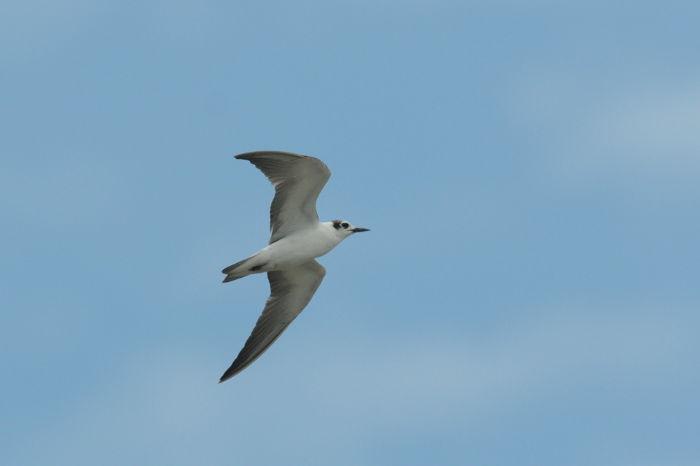 ハジロクロハラアジサシ幼鳥_f0053272_10495828.jpg