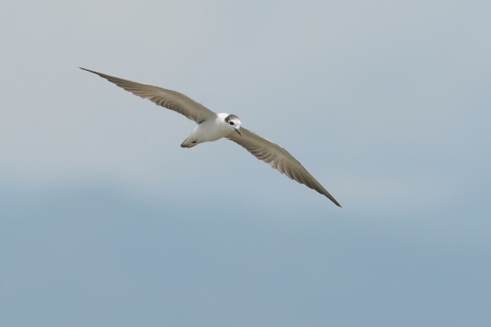 ハジロクロハラアジサシ幼鳥_f0053272_10511721.jpg