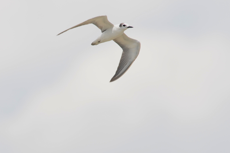ハジロクロハラアジサシ幼鳥_f0053272_10563491.jpg