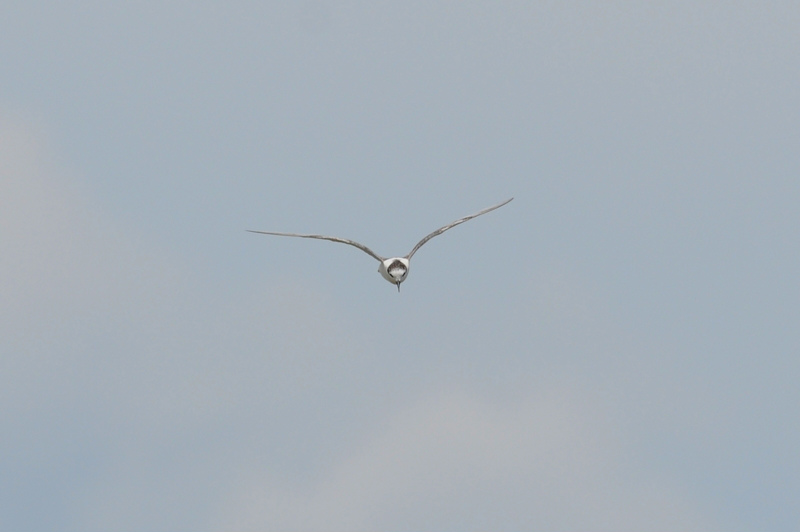 ハジロクロハラアジサシ幼鳥_f0053272_11111418.jpg