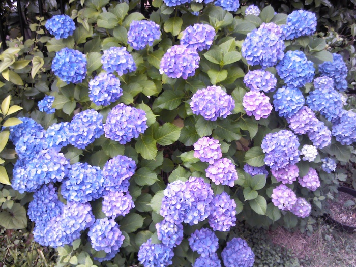 c0135480_1220428.jpg