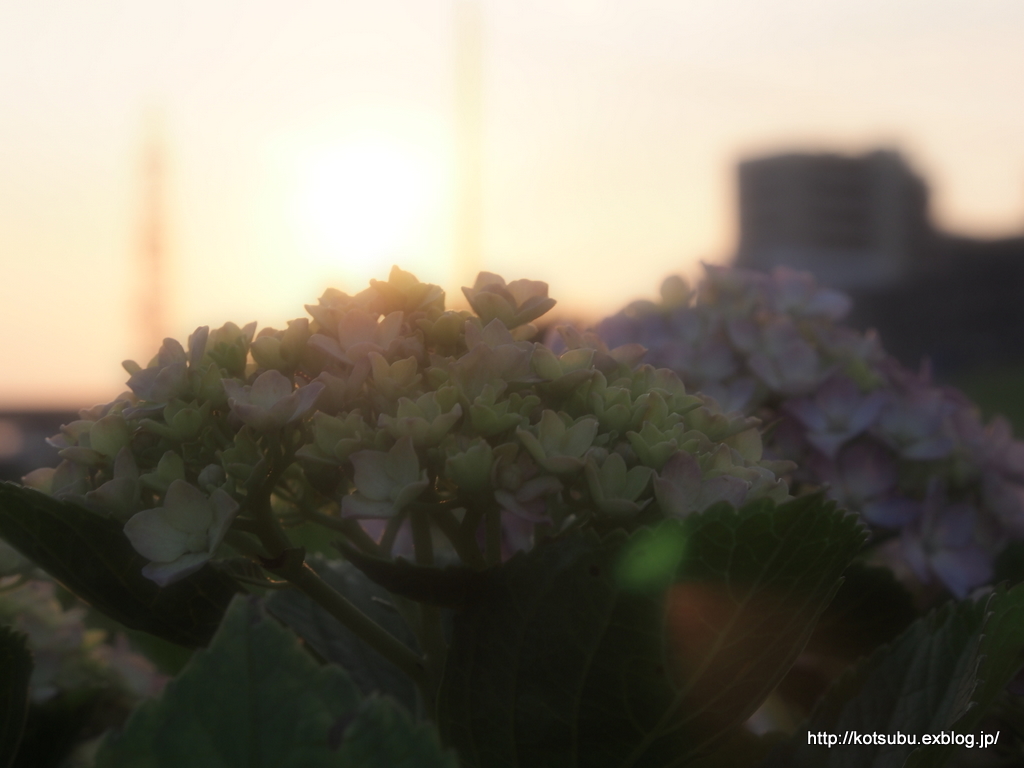 夕焼け紫陽花　Ⅱ_e0195587_0213544.jpg