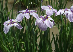 f0007587_15203946.jpg