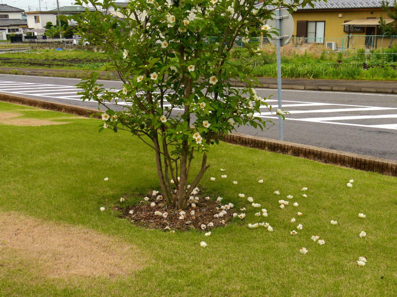 すべての美しい花の画像 エレガントシャラの木 花 すべての美しい花の画像 エレガントシャラの木 花
