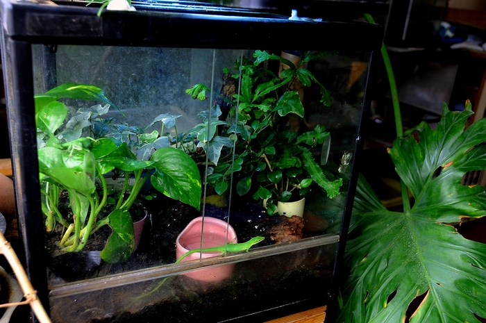 Vivarium 地獄の沙汰も俺次第 Vivarium 地獄の沙汰も俺次第