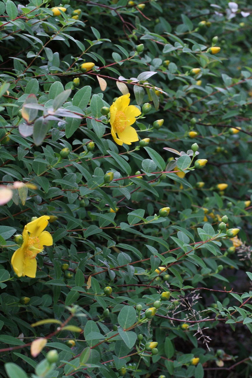 梅雨空に輝く黄色い花 ヒペリカム ヒドコート そよ風のつぶやき