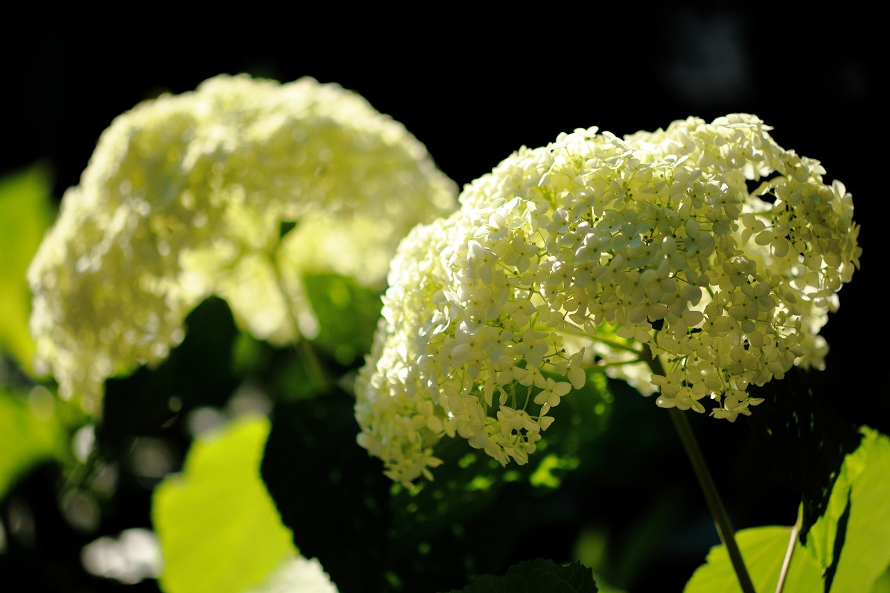 白山の紫陽花。_e0262305_12886.jpg