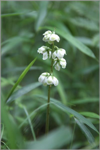   清流の森_b0037717_1113255.jpg