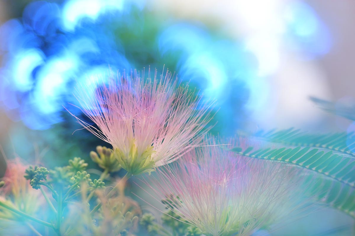 Persian silk tree_a0059621_213983.jpg