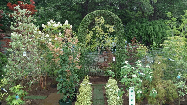 あゆみ野農協安行園芸センターと私 その１ 丁寧な仕事を心掛けて 安行の植木屋 横井園芸です