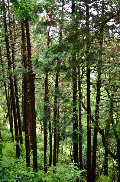 e0146031_151943100.jpg