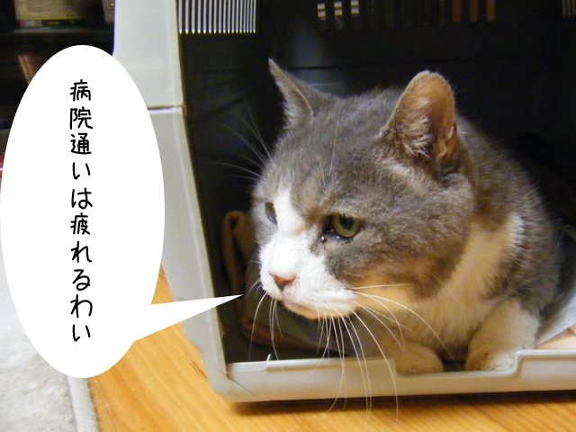 ペロさんフン詰まり騒動 お竹さんは心配症 ペロさんフン詰まり騒動 お竹さんは心配症