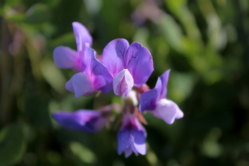 第１４８回　野の花主張コンクール　6月23日_f0113639_1863886.jpg