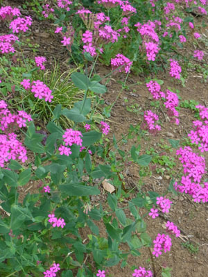 農園のムシトリナデシコ Sweet William Catchfly 素人写人 雑草フォト爺のブログ 農園のムシトリナデシコ Sweet William Catchfly 素人写人 雑草フォト爺のブログ