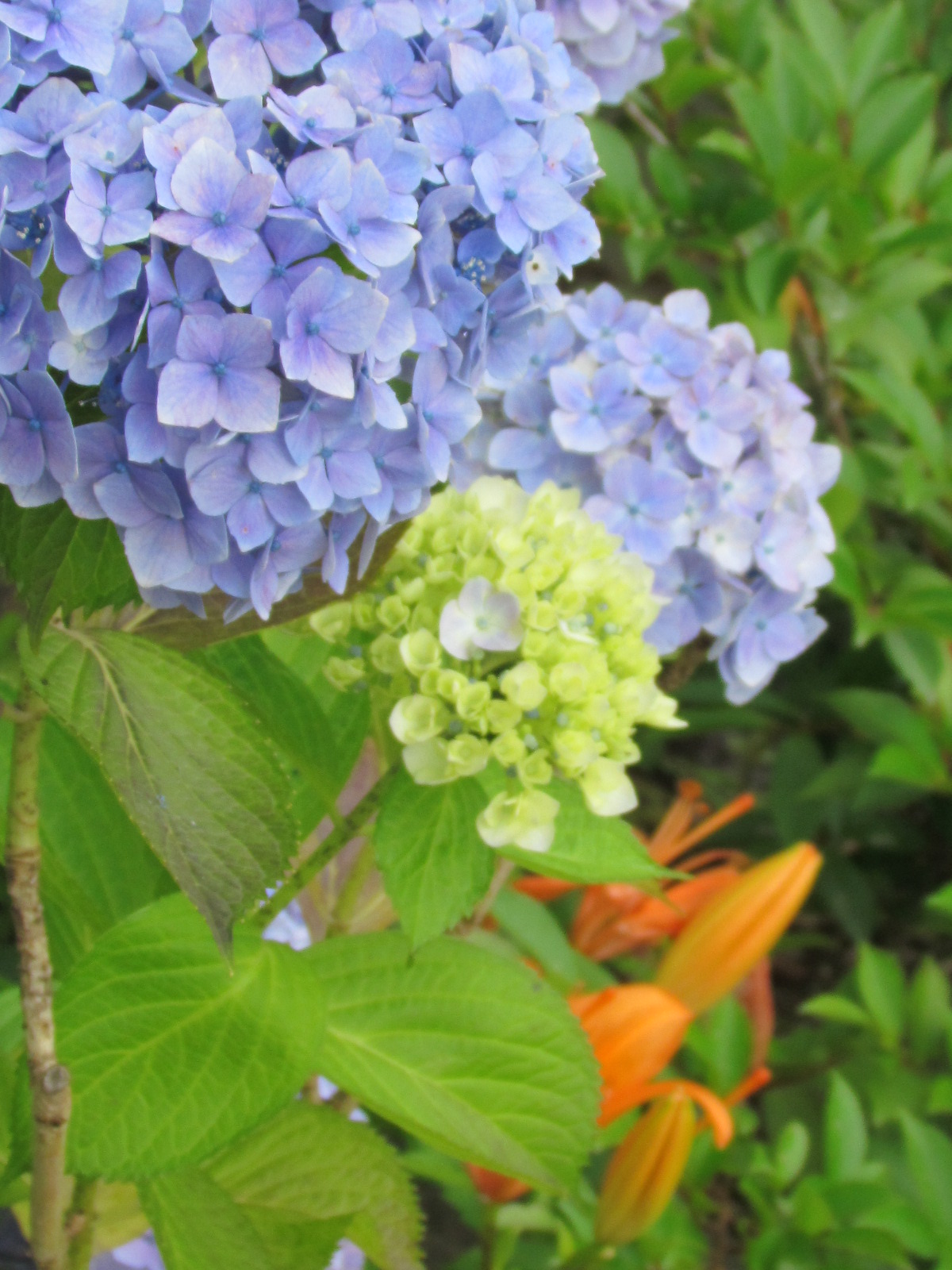 ６月２３日　　雨になったり猛暑になったりですね。_f0117041_4122752.jpg