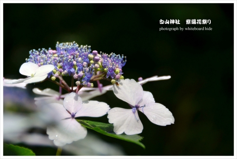 紫陽花　2012　　- 白山神社 紫陽花祭り -_c0095342_13422776.jpg