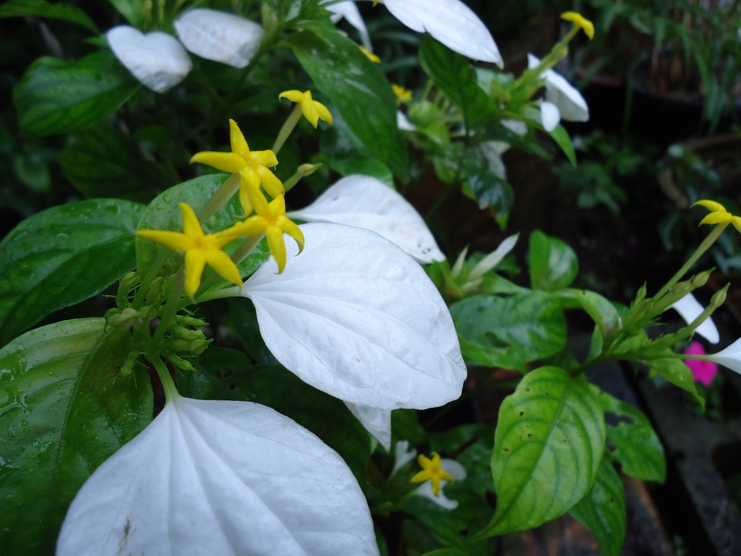 コンロンカ ぶうたらママは花が好き
