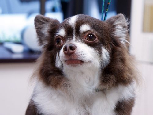 当サロンの看板犬①： ミンテくん★_d0265342_2251580.jpg