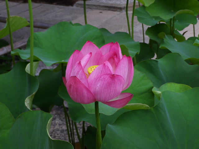 蓮、睡蓮、白花瑠璃茉莉、洋種山牛蒡、藤空木、八重咲き木槿、紫陽花二種、ワンちゃん出張グルーミング_c0051143_23443961.jpg